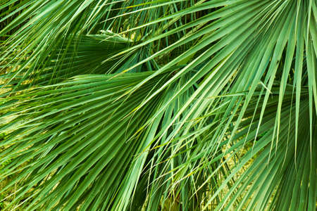 Palm leaves green texture background.
