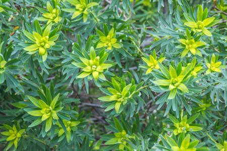 Plant texture background, jardin botanico, Valencia, Spain.の写真素材