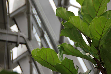 Interior of greenhouse of Muse, an interactive museum designed by architect Renzo Piano in Trento Italyのeditorial素材
