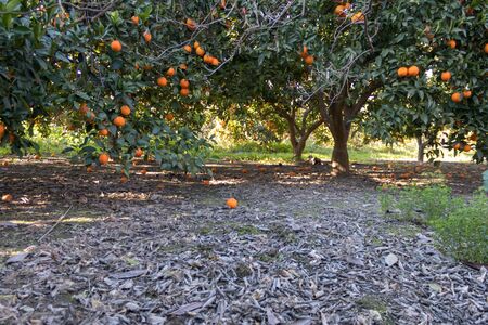 Photo of oranges and trees in the floorの写真素材