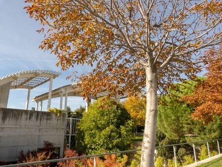 Photo a tree in autumn in a parkの写真素材