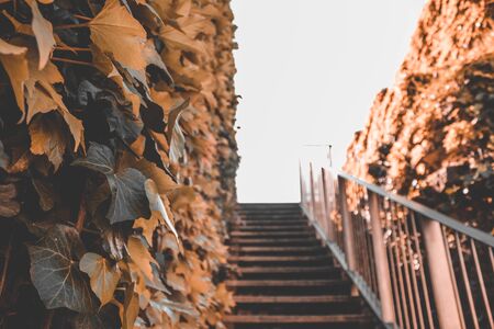Macro photo of brown leaves with a stair in the background