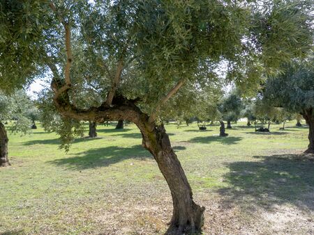 Photo of a tree in a park of Madridの写真素材