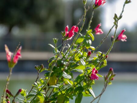 Macro photo of a plant with red flowersの写真素材