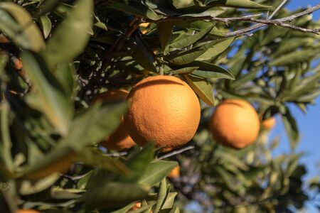 Macro photo of oranges with blurred backgroundの写真素材