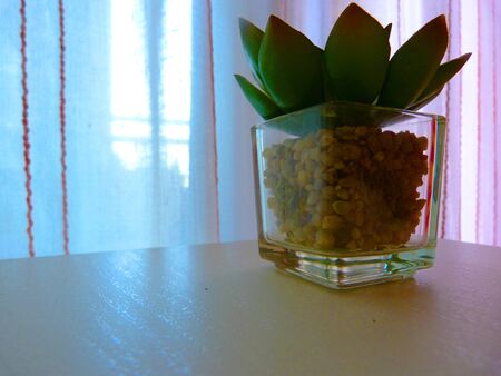 Macro photo of a decorative plantの写真素材