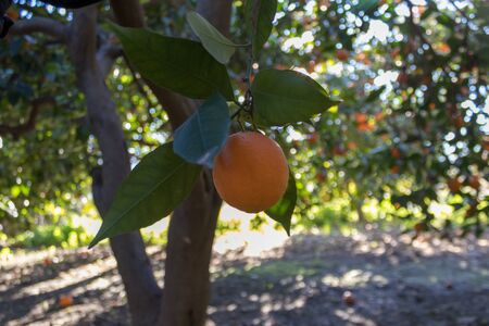 Macro photo of an orange in a treeの写真素材