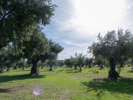 Photo of a park with trees during the dayの写真素材
