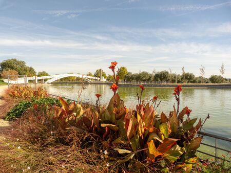 Photo of a plant near a riverの写真素材