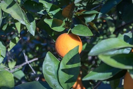 Photo of an orange surrounded by leavesの写真素材