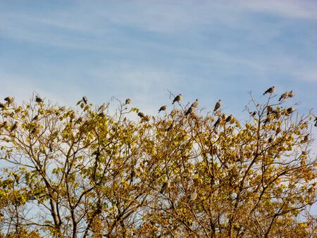 Birds in a tree of a park in Madridの写真素材