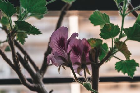 Photo of a purple flower with green leaves in the backgroundの写真素材