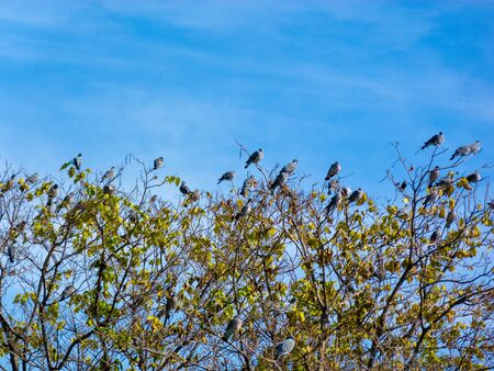 Photo of birds in a park in the top of treeの写真素材
