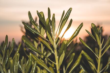 Macro photo of green plants in foregroundの写真素材