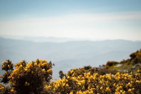 Photo of yellow flowers and plants in foregroundの写真素材