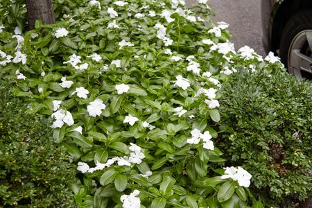 Photo of plants in a street of New Yorkの写真素材