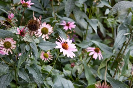 Macro photo of a bee in a flowerの写真素材