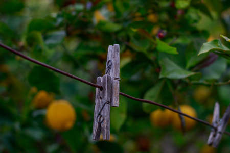 Clothespins and lemon tree.