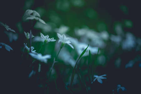 Hidden traffic light behind the plants. Traffic sign problems.の写真素材
