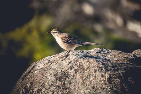 Calandria (Mimus saturninus) over the rocks. Sud american bird.の写真素材