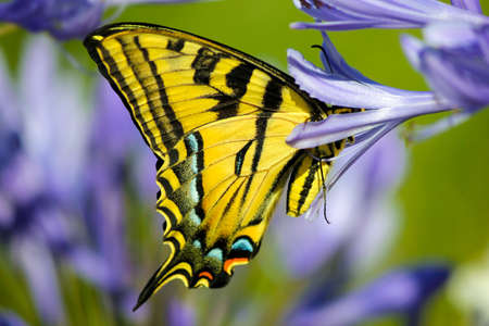 Yellow Swallowtail butterfly on a purple lilly gardenの写真素材