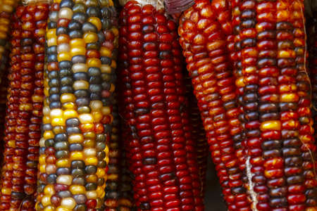 a close-up shot of recently harvested corn in red, yellow and purple colors