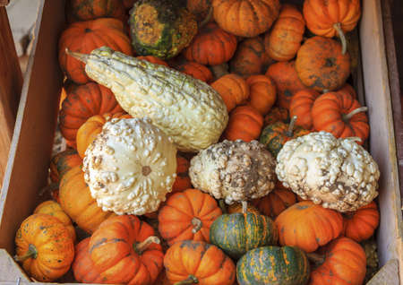 A crate with recently harvested pumpkins in orange, green and whiteの写真素材