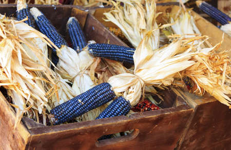 recently harvested purple corn in wood cratesの写真素材
