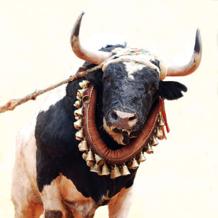Bull in spainの素材
