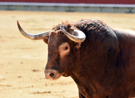 Bull in spainの素材
