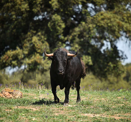 Black bull in the green fieldの写真素材