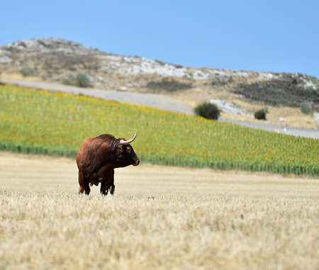 Bull in spainの写真素材