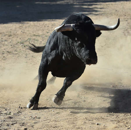 Bull in spain