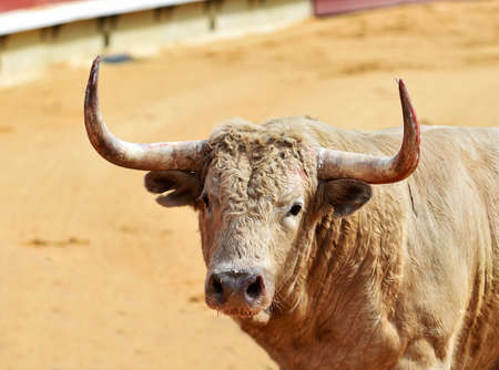 Head of big bullの写真素材