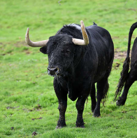 Bull on the fieldの写真素材
