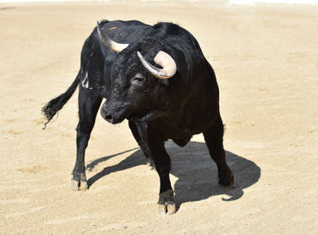 bull black in spain