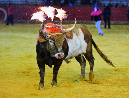 Traditional Spanish bullの写真素材