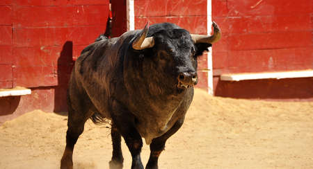 Bullの写真素材