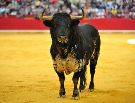 Bull in spainの写真素材