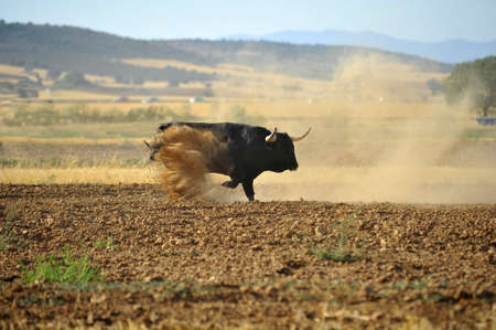Bull in spainの写真素材