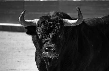 head of black bullの写真素材
