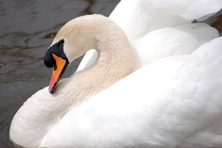 Swanの写真素材