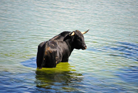 bull in spain