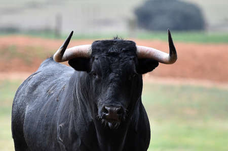 head of big black bull