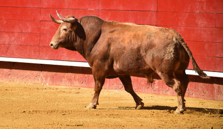 Spanish bullの写真素材