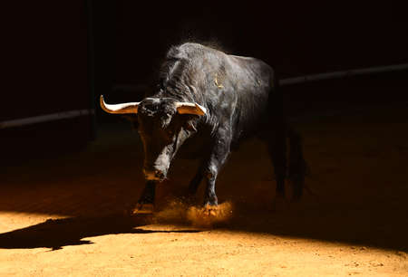 bull in spanish bullringの写真素材