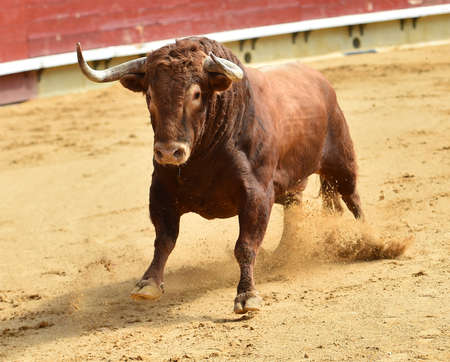 Big bull in bullringの写真素材