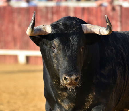 big black bullの写真素材