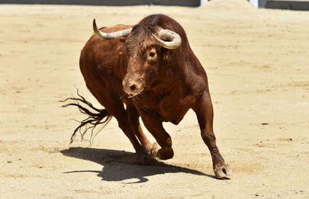bull in spain in bullringの写真素材