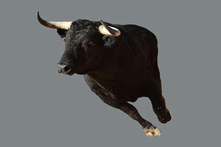Strong bull